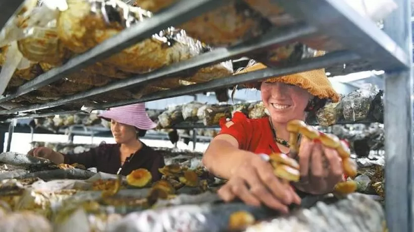 Zhejiang Lefoo Refrigeration System Pressure Switch